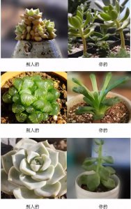 多肉为什么越养越干瘦 多肉干瘦的原因是什么？