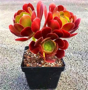 法师多肉必须要深盆吗 法师多肉需种植在深盆吗？