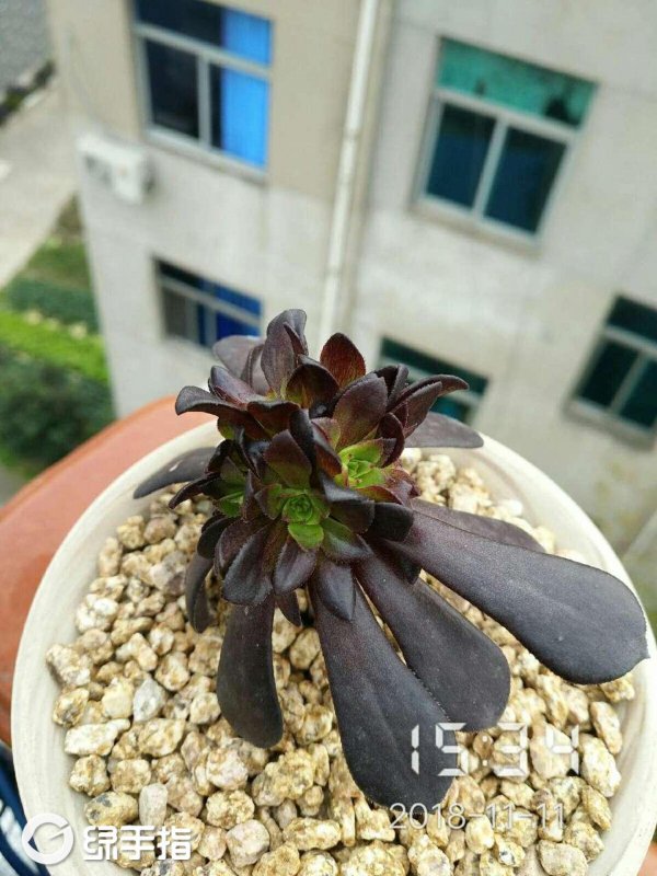 黑法师多肉怎么摘心