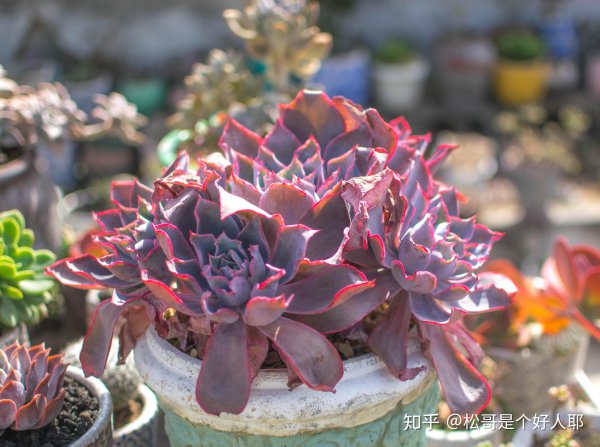 晚霞多肉怎么爆侧芽