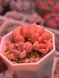 红粉佳人多肉怎么养 多肉植物的养护技巧红粉佳人的养护方法