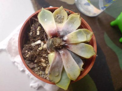 多肉蔫了是缺水还是水多 多肉失去活力是因为缺水还是过多浇水？