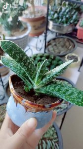 子宝多肉夏天怎么养 夏季养护多肉植物子宝