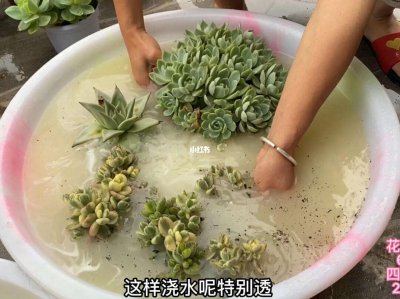 多肉到了夏天要怎么办 如何管理多肉植物在夏天？