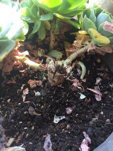 多肉顶端中间叶子枯萎怎么解决 多肉植物中间叶子枯萎如何处理？