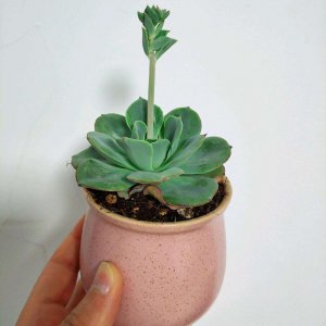 蓝苹果多肉的花剑要不要剪 蓝苹果多肉花剑需不需要修剪？