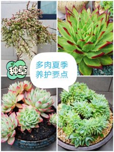 为什么多肉到夏天会变绿 多肉植物为何夏季变绿？