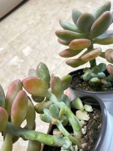 刚买的多肉怎么养护 新购入的多肉植物如何养护？