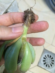 刚买的裸根多肉能直接上盆吗 新购买的裸根多肉可以直接移栽吗？