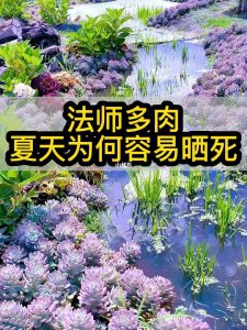 为什么多肉夏天容易死掉 为何多肉在夏季更容易凋谢？