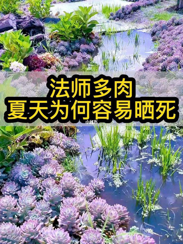 为什么多肉夏天容易死掉