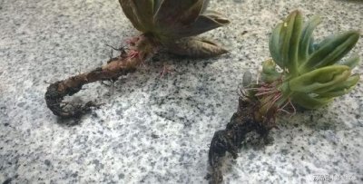 多肉僵苗后该怎么处理 多肉苗枯萎后怎么办？