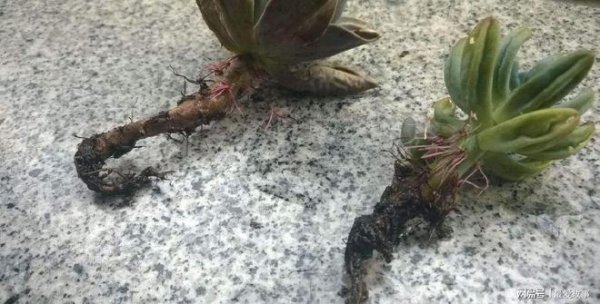 多肉僵苗后该怎么处理