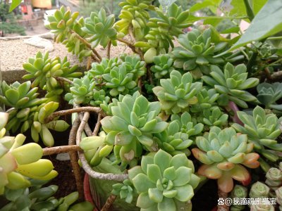 多肉夏天怎么度过 多肉植物如何度过夏天