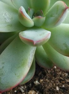 多肉植物夏天养护需要注意什么 夏季多肉植物养护注意事项