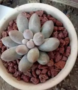 夏天能用冰块给多肉降温吗 夏季可否用冰块给多肉植物降温？