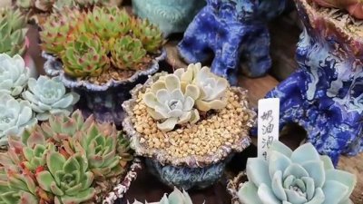 夏天多肉如何度夏 夏季如何给多肉植物降温