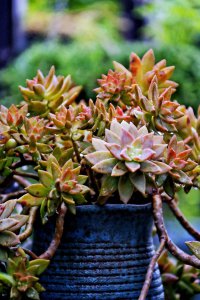 夏天多肉怎么养护 夏季多肉植物的养护技巧