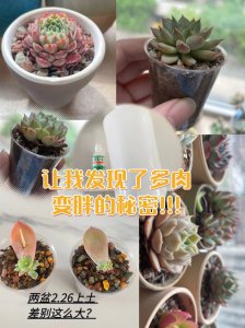 多肉营养液怎么使用 多肉植物如何正确使用营养液