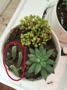 多肉叶片腐烂是什么原因 多肉植物叶片腐烂的原因是什么？
