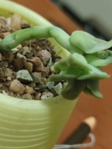 多肉杆子断了一半能救吗 多肉植物断裂还能救吗？