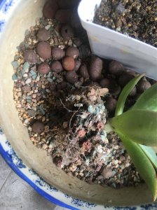 多肉怎么养根系发达 多肉植物如何促进根系生长