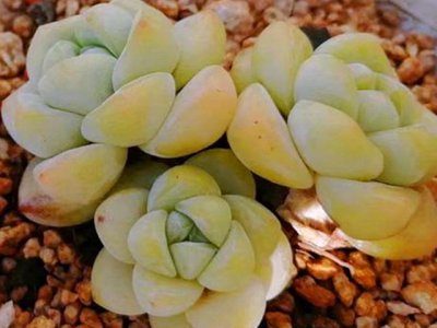 怎么判断多肉是否成活 多肉存活与否如何判断？