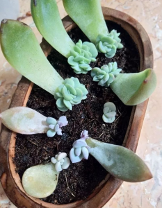 移栽多肉植物注意事项 多肉植物移栽要点