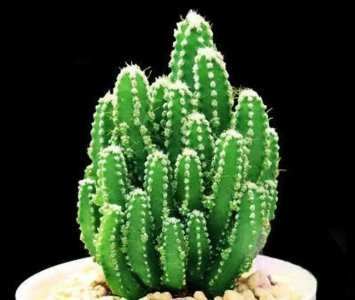 多肉风水摆放禁忌 多肉植物摆放忌讳