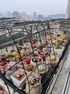 全封闭阳台夏天怎么养多肉 全封闭阳台如何养护多肉植物在夏季？