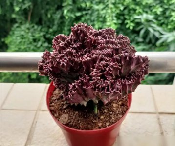 养哪些多肉不利风水 种植哪些多肉有损风水