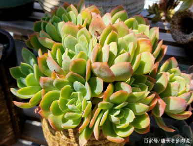 能长成超大的多肉品种有哪些 哪些多肉植物可以长得非常大？