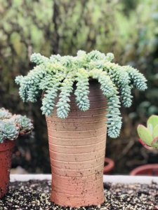 多肉玉缀叶子掉光了要怎么办 多肉植物叶子掉落应该怎么处理？