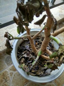 多肉火祭烂叶子是什么原因 多肉植物为什么会出现烂叶子？