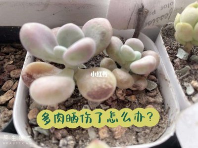玉露多肉被太阳晒伤怎么办 玉露多肉晒伤处理方法