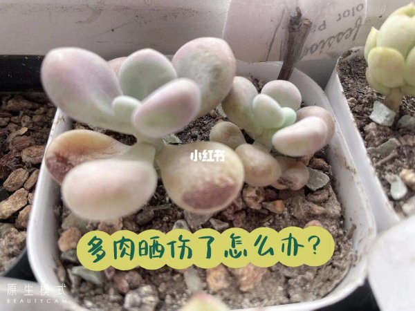 玉露多肉被太阳晒伤怎么办
