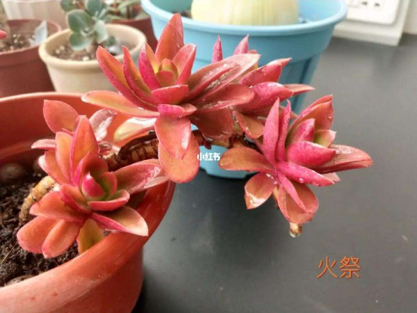火祭多肉发霉了怎么办