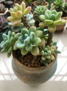劳尔多肉夏天难养吗 夏季养劳尔多肉有难度吗？