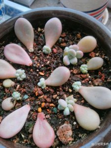 桃蛋多肉发芽后该怎么养护 桃蛋多肉发芽后的养护方法