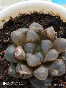 玉露多肉干瘪了怎么办 玉露多肉变干了该怎么处理？
