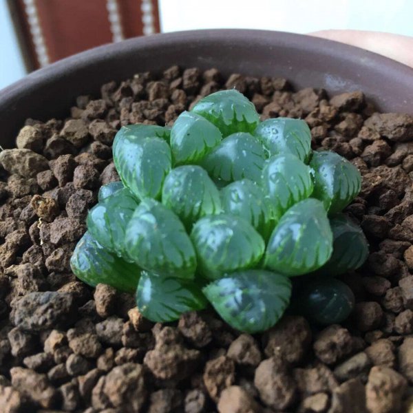 玉露多肉变黑是什么原因