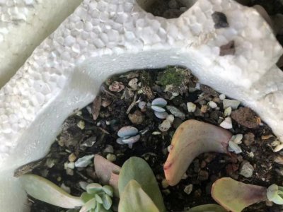 多肉植物白凤怎么繁殖 多肉植物白凤如何进行繁殖？