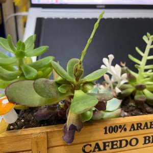徒长的多肉怎么办 多肉植物徒长怎么处理？