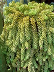 玉缀多肉叶子一碰就掉是怎么回事 多肉植物叶子松动易掉落的原因是什么？