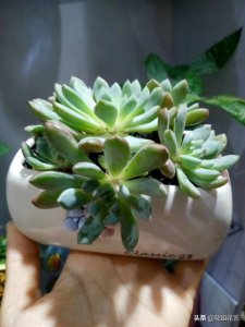 多肉服盆需要多久 多肉植物需要多久养护一次？