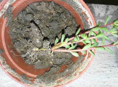 多肉根部干枯萎缩是什么原因 多肉植物根部干枯的原因是什么？