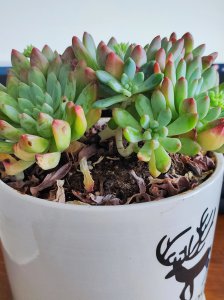 多肉黄叶是什么原因 多肉植物为什么会出现黄叶？