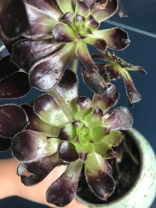 法师多肉叶心黑了怎么回事 法师多肉叶子变黑了是怎么回事？
