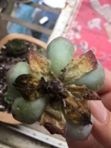 多肉根部枯萎怎么办 多肉植物根部干枯应该怎么处理？