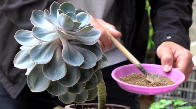 多肉夏天能施肥吗 多肉植物夏季适合施肥吗？